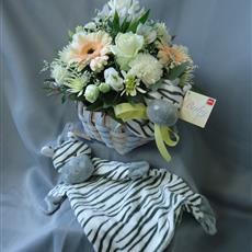 Baby Zebra Gift set